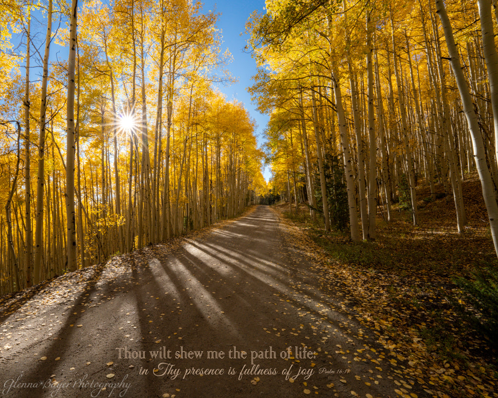 Road through yellow aspens with bible verse