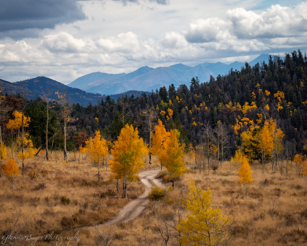 Aspen Trees in autumn with blue mountains in distance