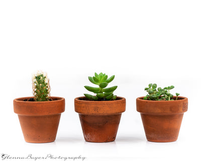 Three potted plants, a cactus and two succulents with white background