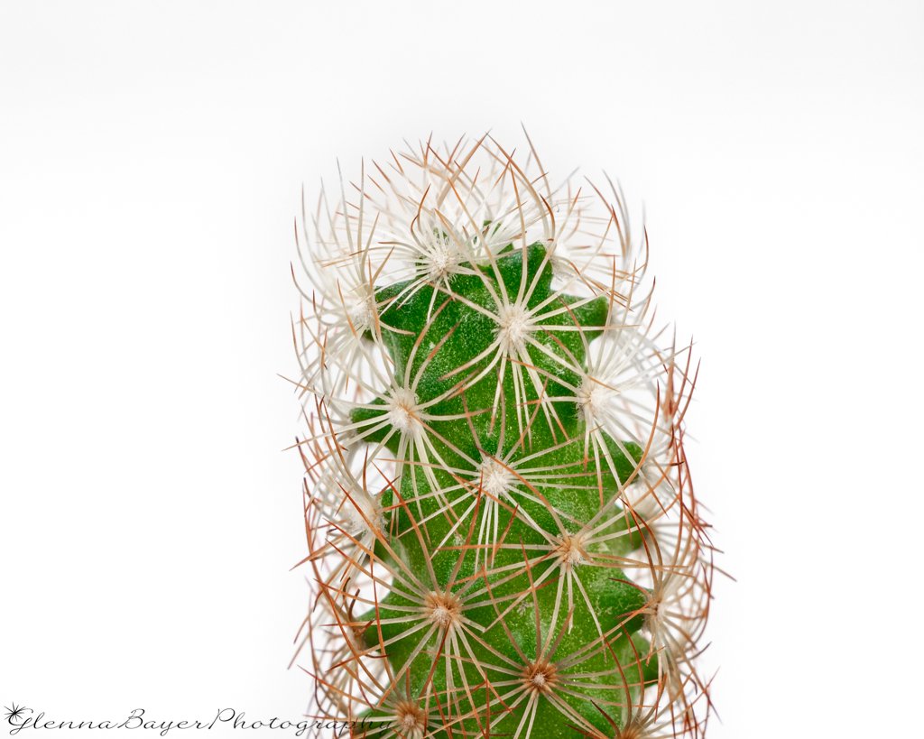Close up of Beehive Cactus with white background