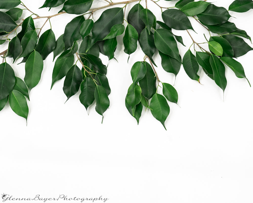 Ficus branched on top half of picture