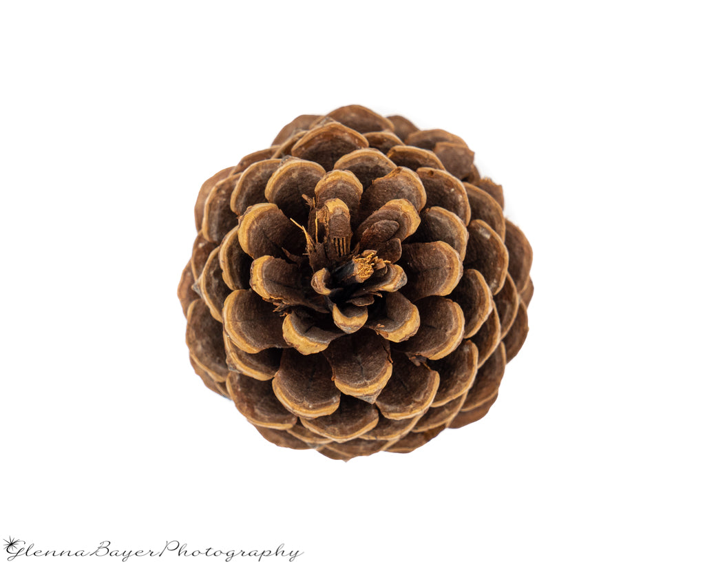 Straight over top picture of pinecone