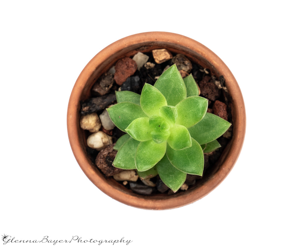 Straight over head picture of a succulent in a pot