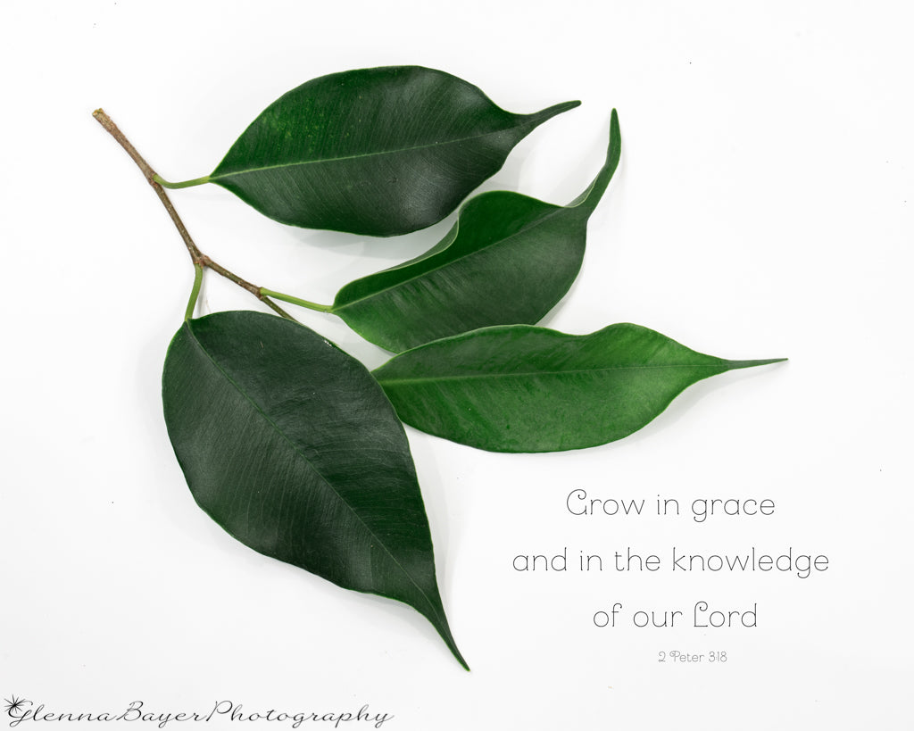 Four green ficus leaves on branch with scripture verse