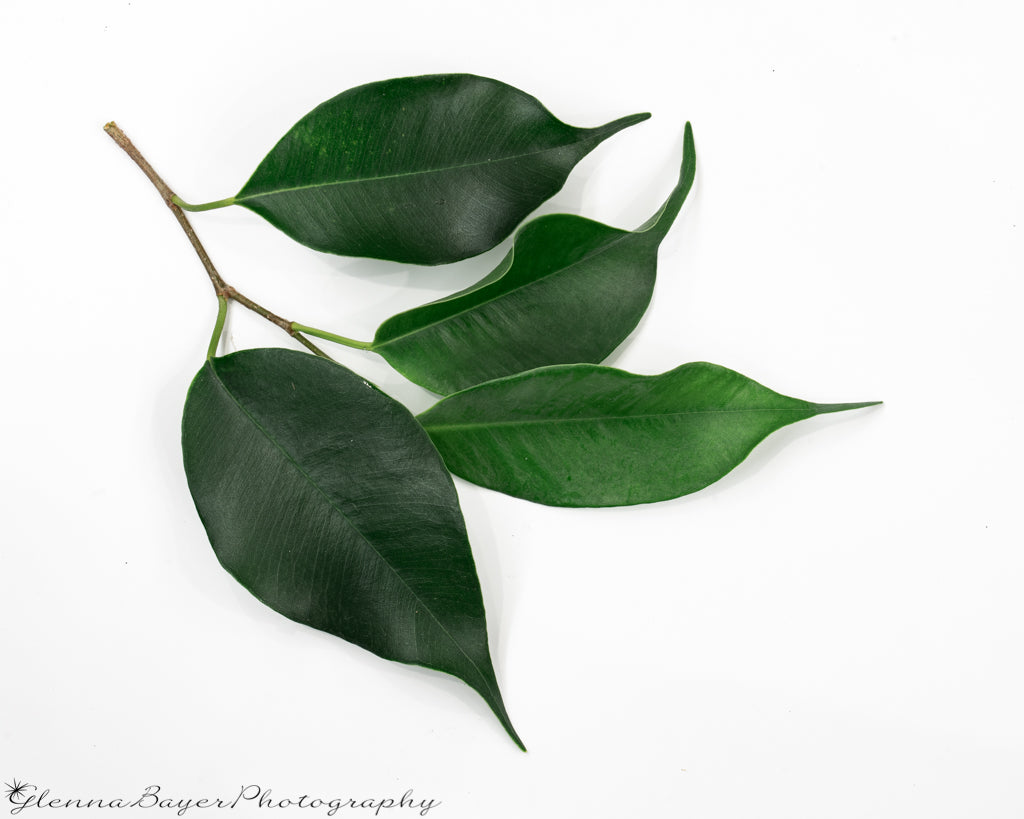 Four green ficus leaves on branch