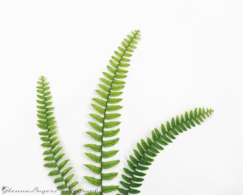Three Fern Fronds