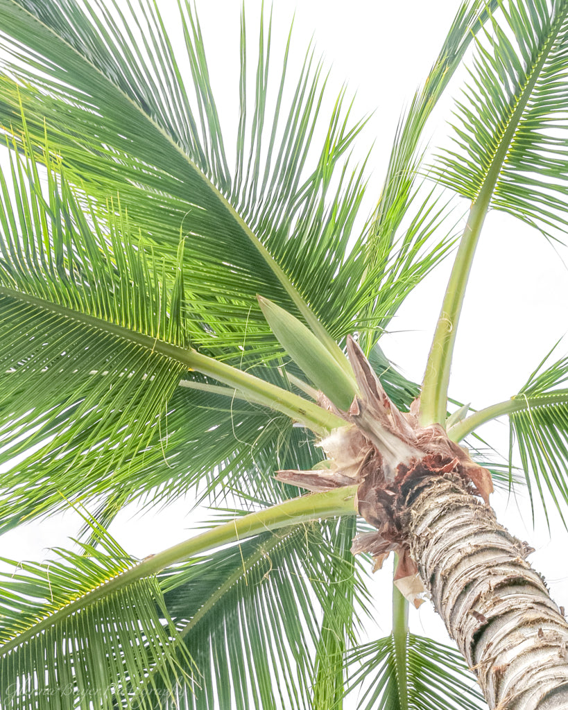 Hawaii Palm Tree