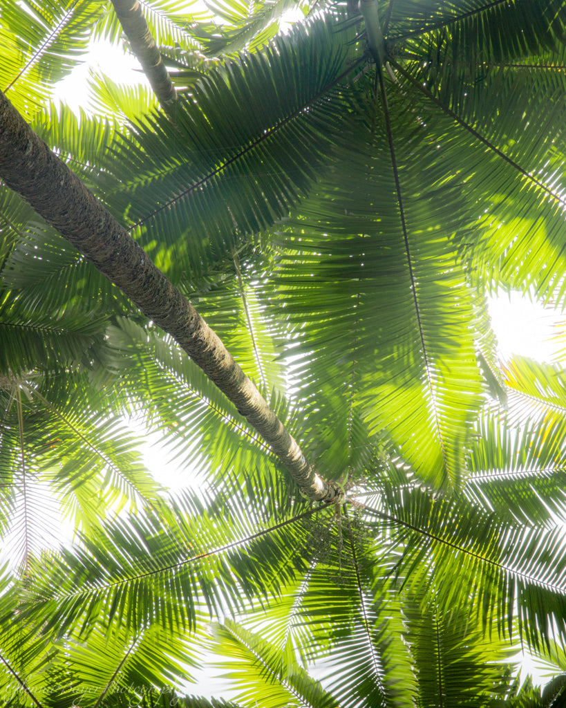 Hawaii Palms 3 (0531)