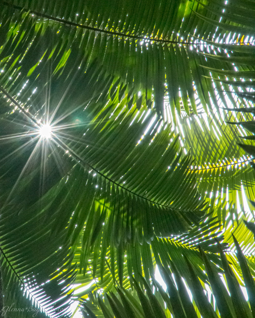 Hawaii Palm leaves with sunburst coming through
