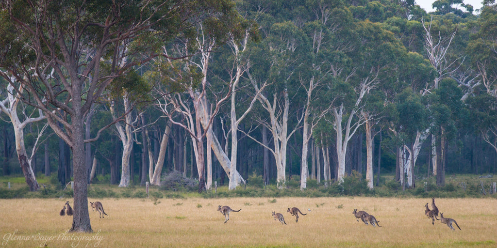 Wild kangaroos jumping through pasture with eucalyptus trees in Australia
