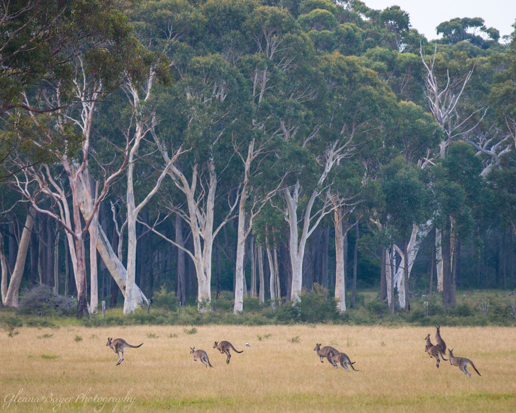 Wild kangaroos jumping through pasture with eucalyptus trees in Australia