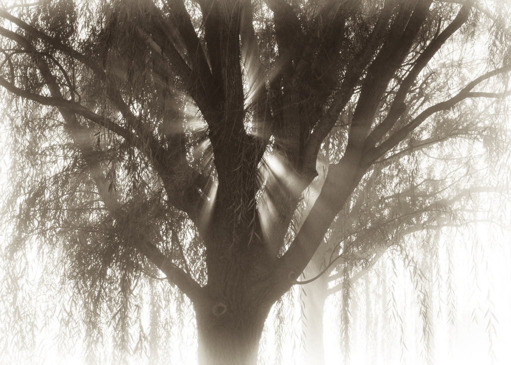 Willow Tree and Sun Rays (0534)