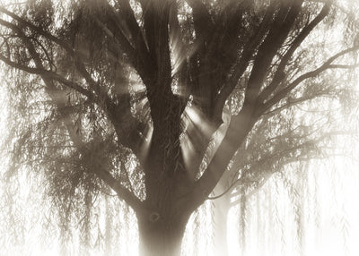 Willow Tree and Sun Rays (0534)