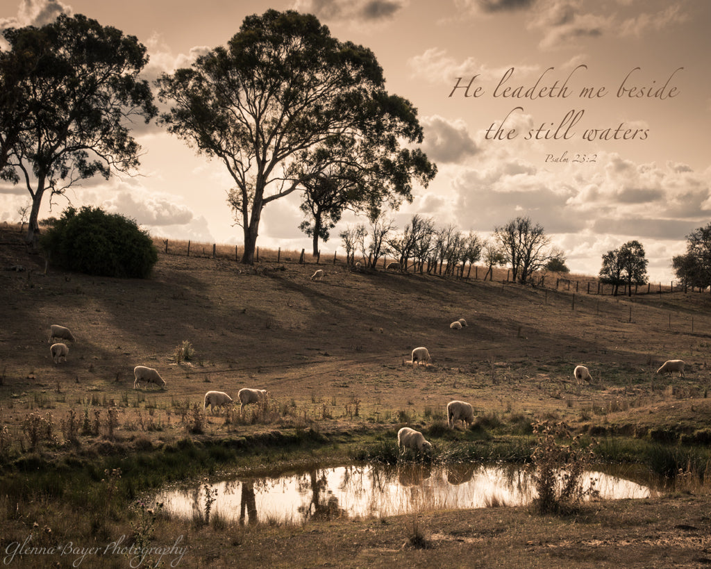 Sheep beside water in Australian landscape with scripture verse