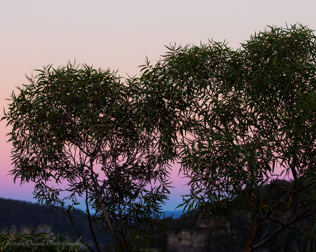 Silhouette of eucalyptus trees against an orange, pink, and blue sky in Australia