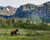 Black Bear in Glacier National Park with mountains in background.