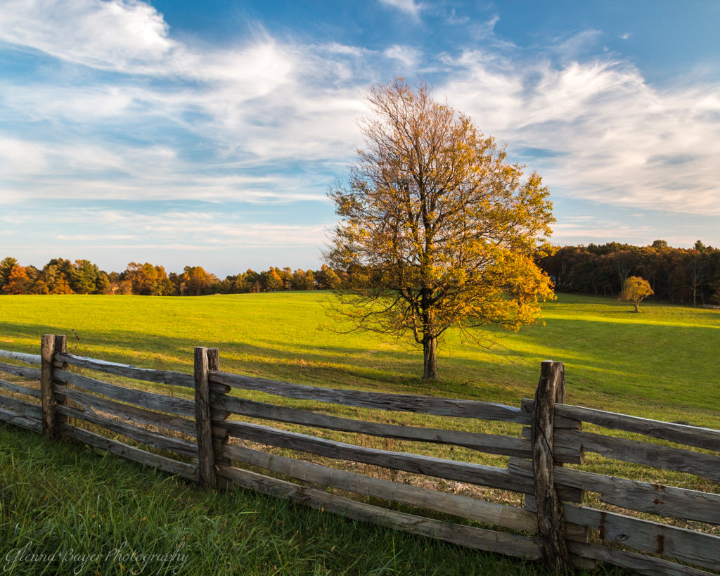 Lone autumn tree and fence at Pine Spur, Blue Ridge Parkway, Virginia