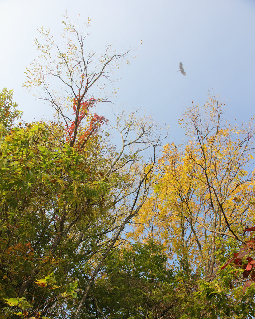 Bird flying about green, red, and yellow trees