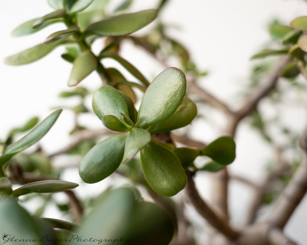 Jade plant and branches with white background