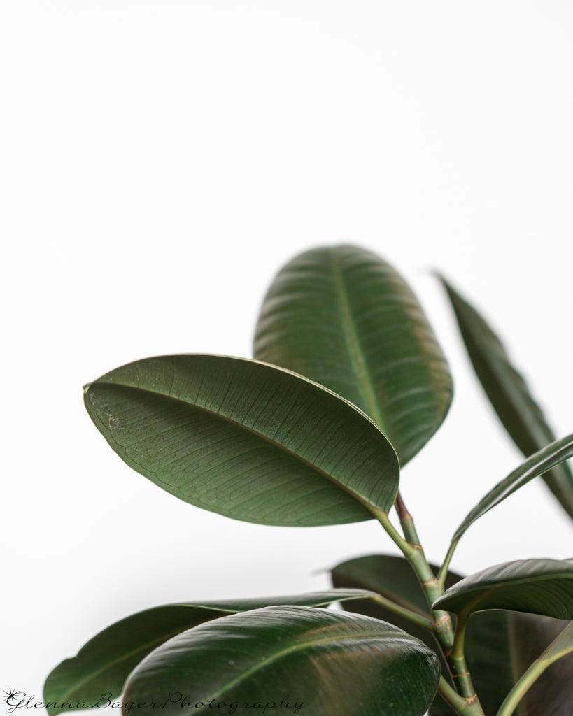 Rubber tree plant with white background