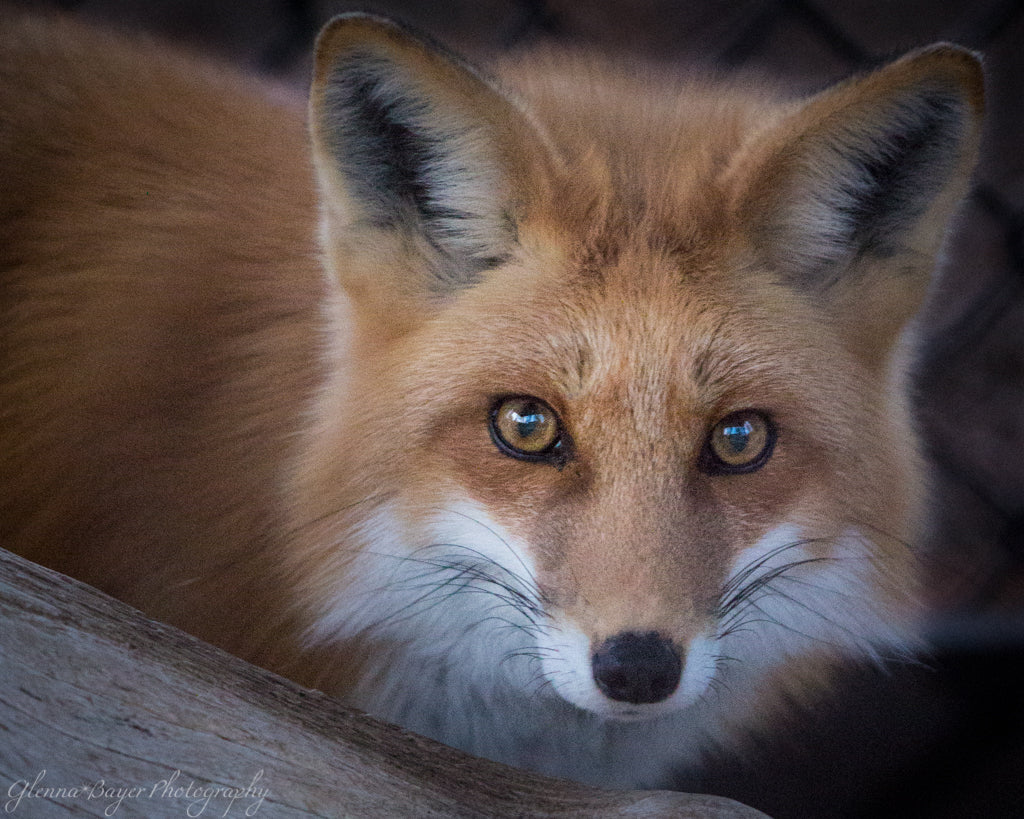 Head shot of a red fox