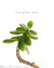 Jade plant with white background