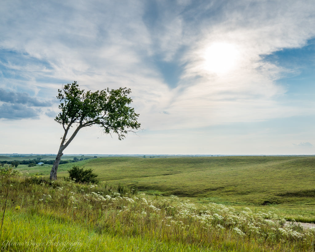 A green grassy landscape and lone tree in the Kansas Flint Hills