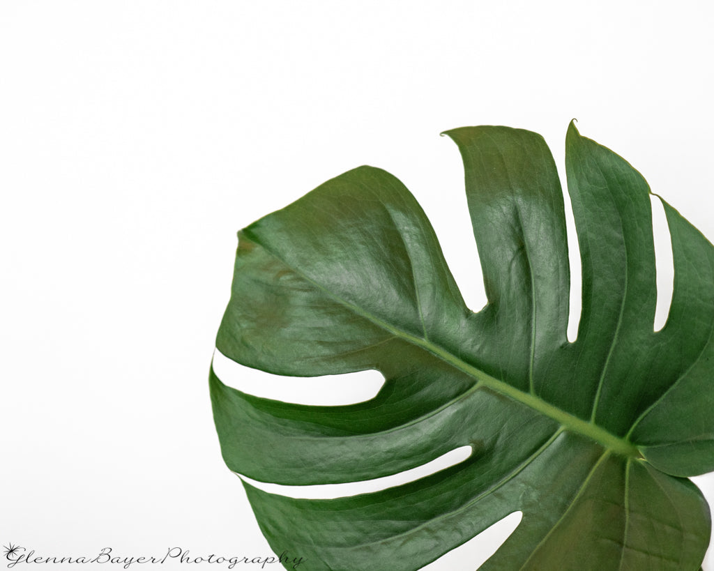 Monstera Leaf in lower right corner with white background