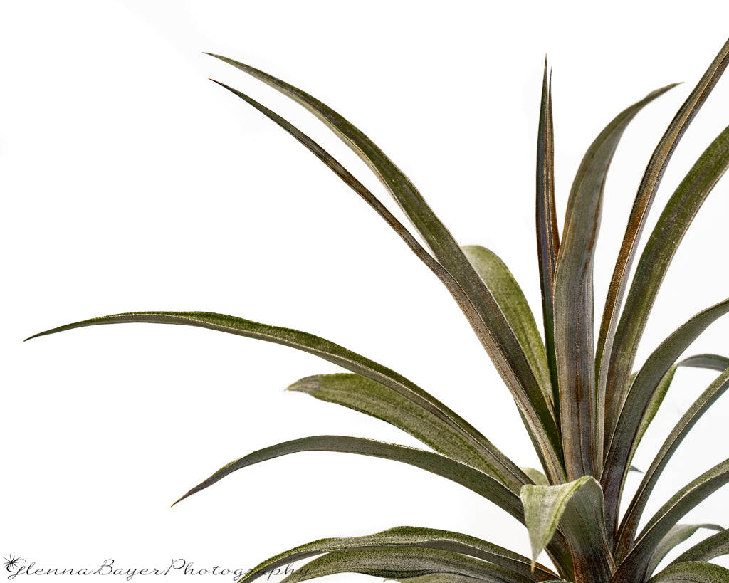 Pineapple plant with white background