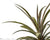 Pineapple plant with white background