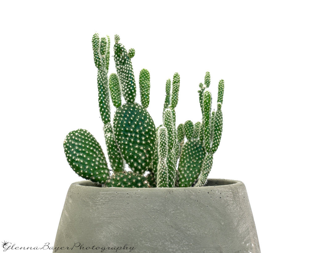Bonny ear cactus in gray pot