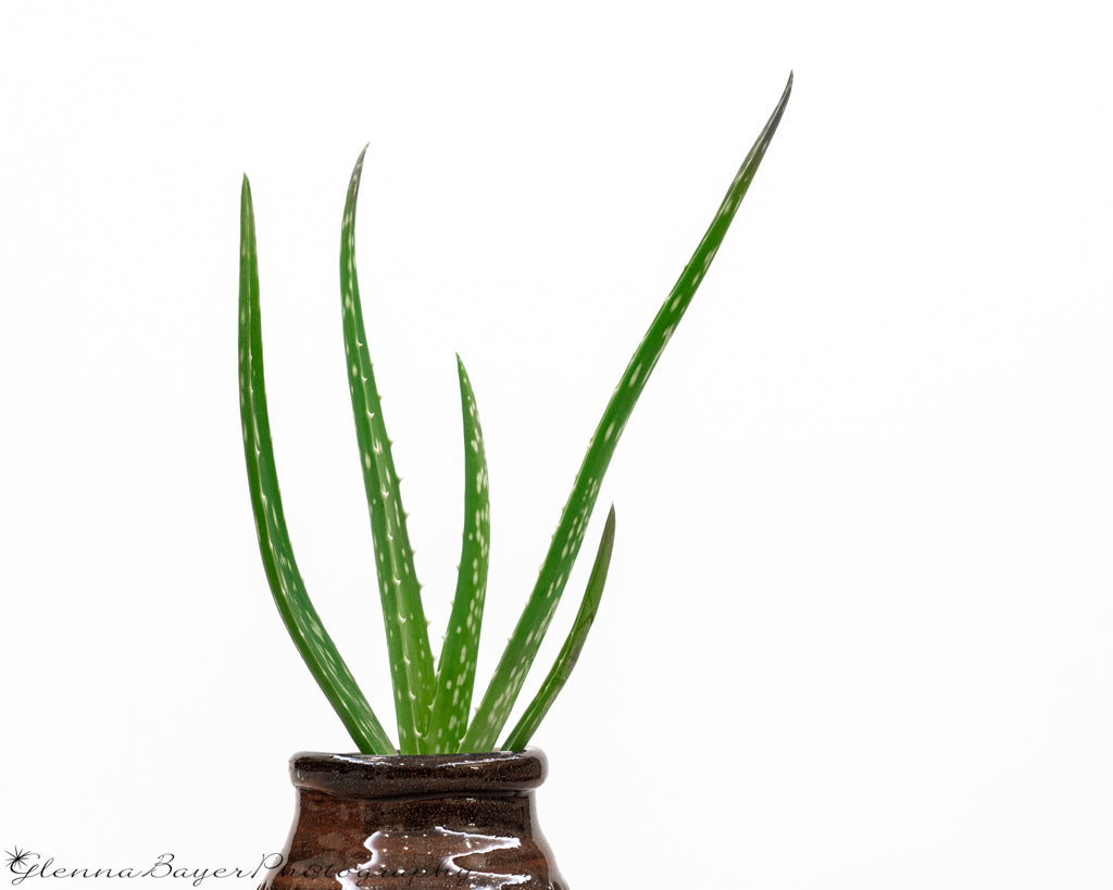 Aloe vera plant in pot with white background