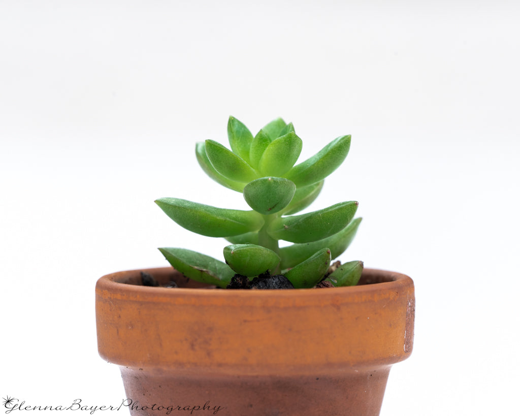 Succulent in Terra Cotta Pot with white background