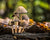 Mushrooms growing on a log at Aullwood Nature Center, Ohio