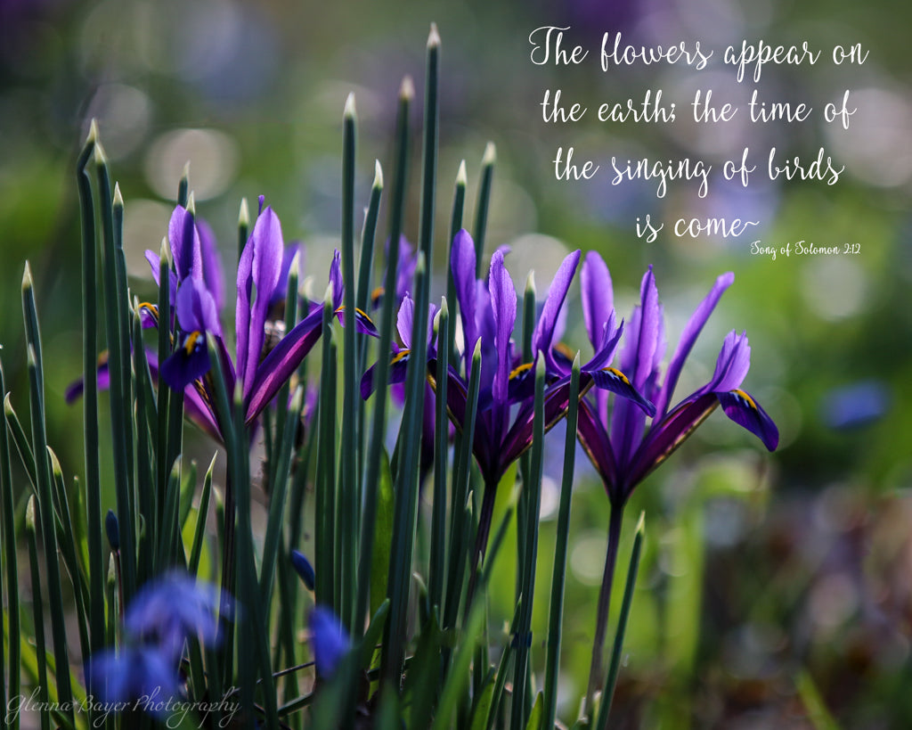 Purple springs flowers at the Aullwood Center in Ohio with scripture verse