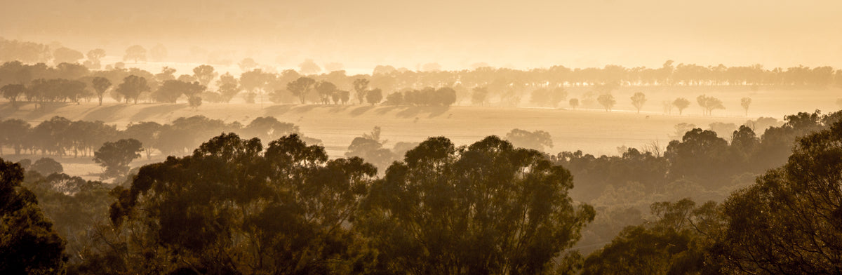 Foggy Australian landscape with orange morning glow