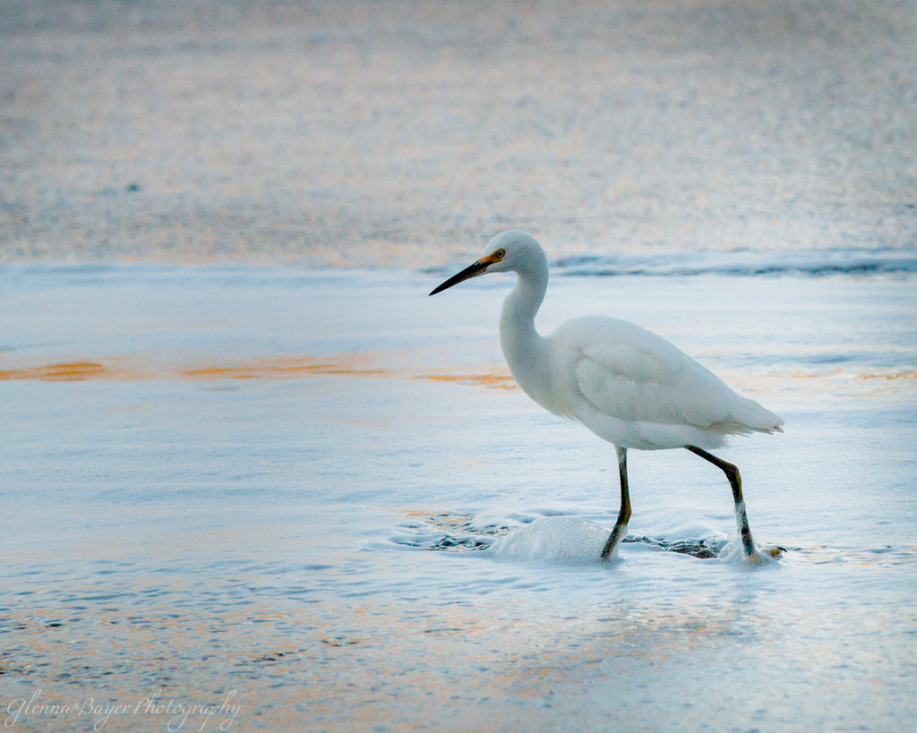 White bird standing in ocean at Rodeo Beach, Oregon
