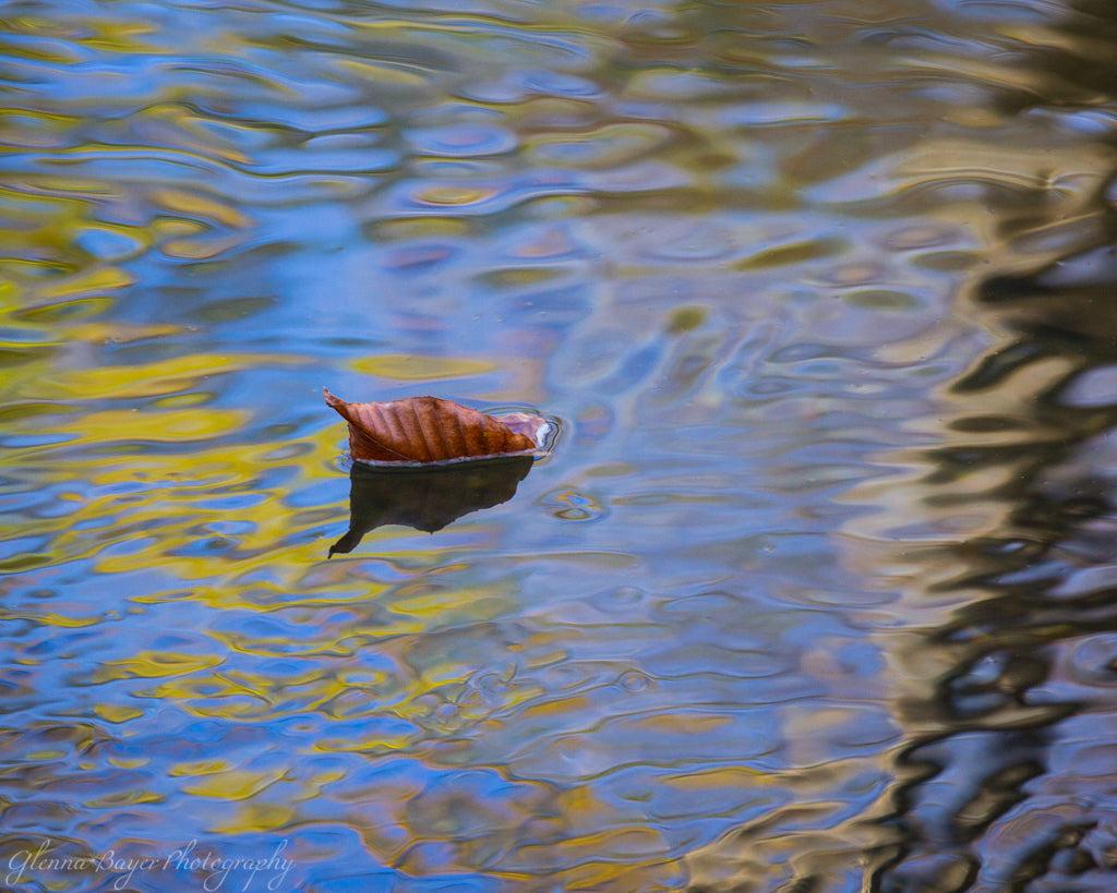 Fall abstract of leaf in Blackwater River