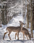 Two does on on snowy path