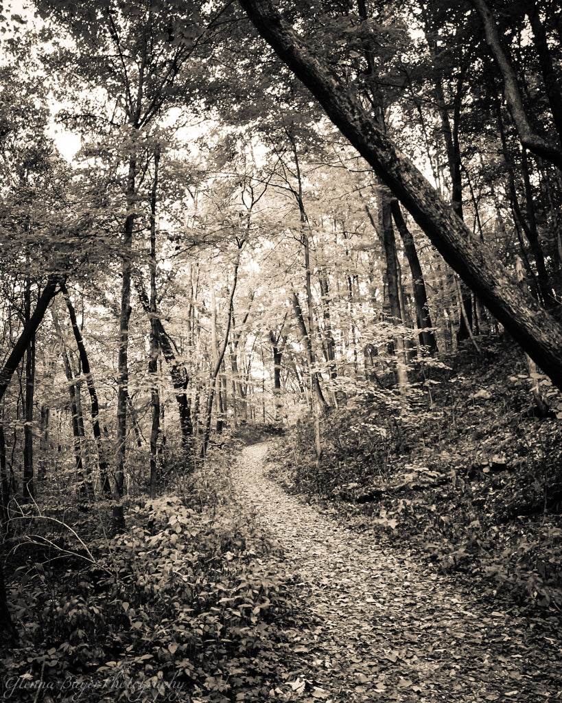 A trail through the woods at Brukner Nature Center, Ohio.
