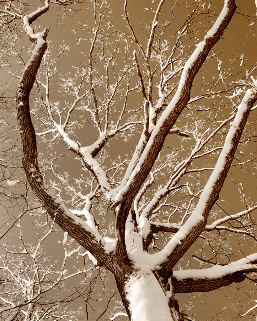 Snow covered tree top