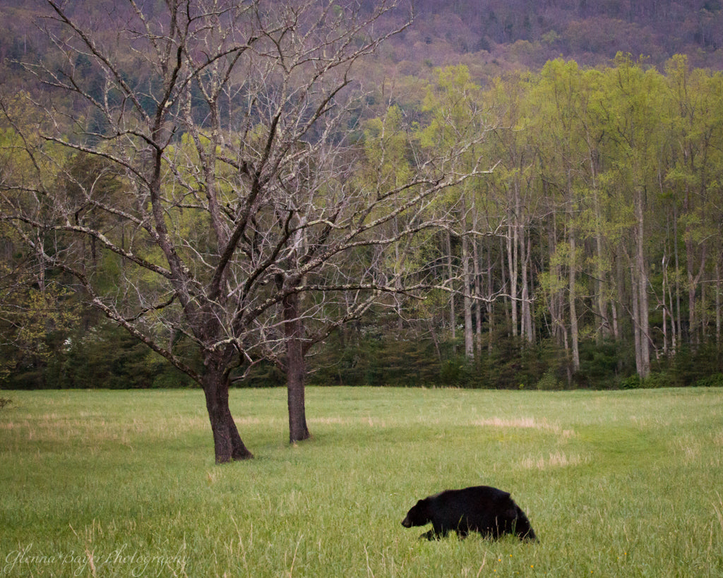 Black bear at Cades Cove Tennessee