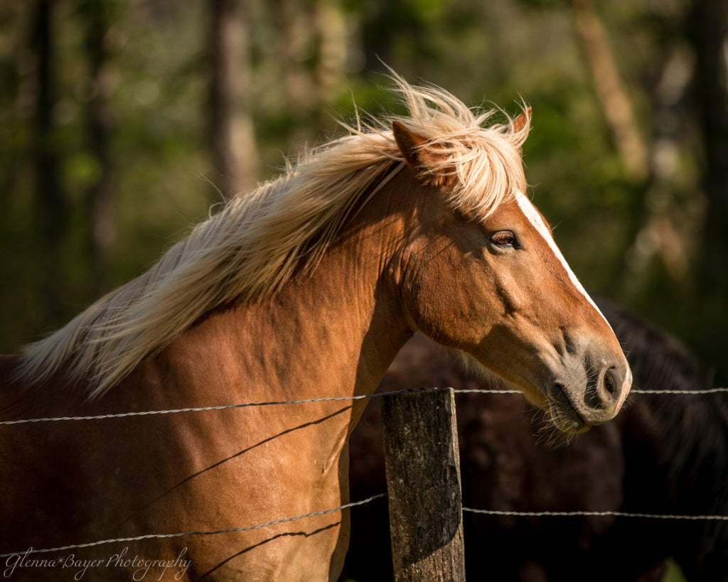 Brown horse at Cades Cove National Park, in Tennessee
