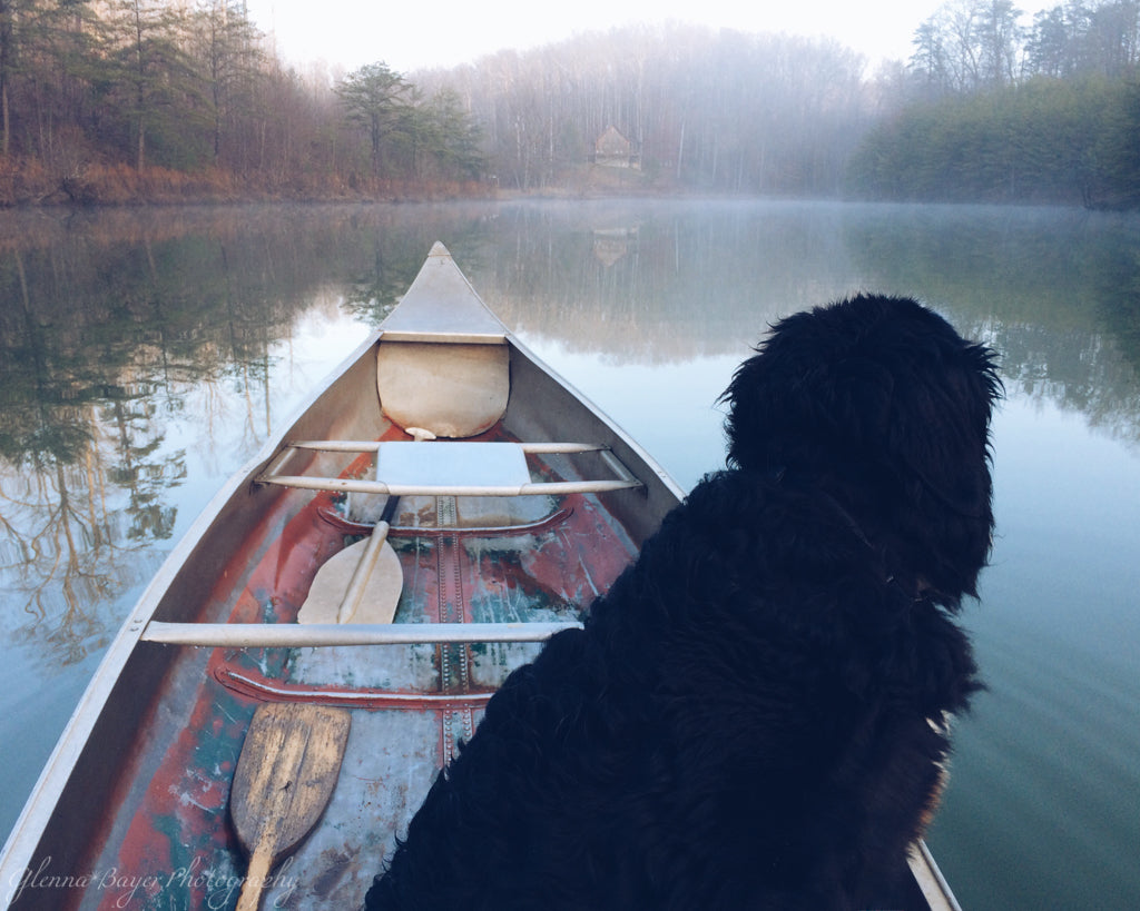 Black dog in old canoe on pond during foggy morning