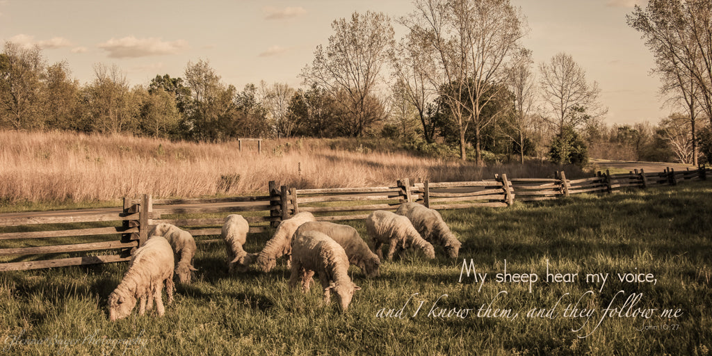 Flock of sheep in pasture with scripture verse