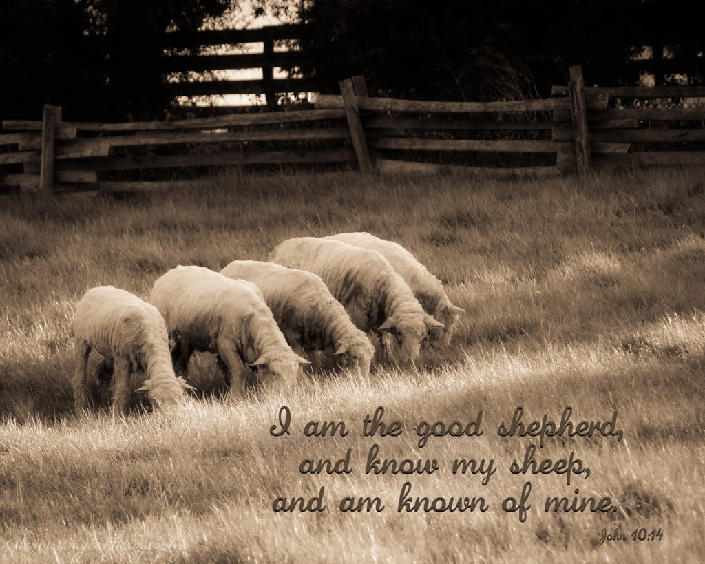 Flock of sheep in pasture with scripture verse