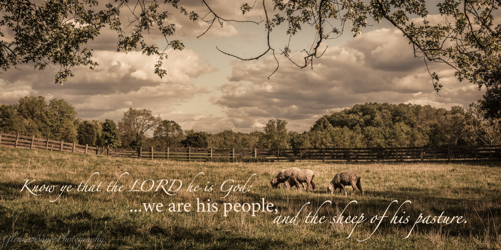Flock of sheep in pasture with scripture verse