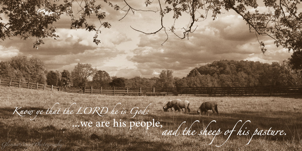 Flock of sheep in pasture with scripture verse