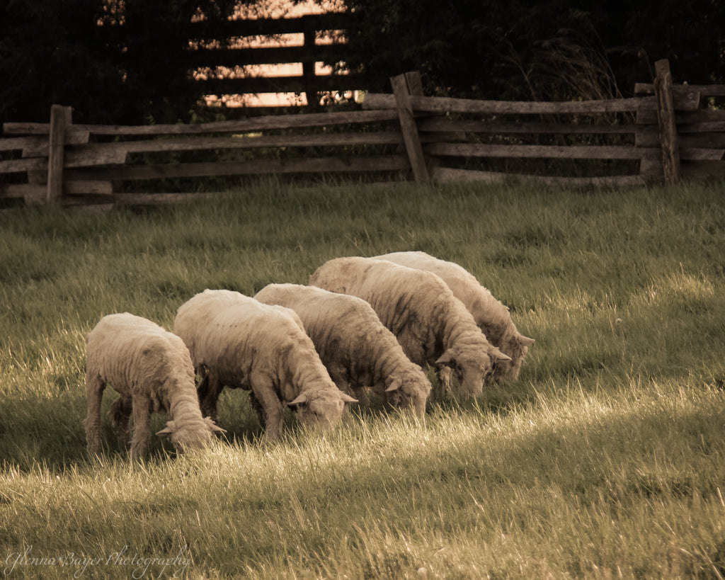 Flock of sheep in pasture