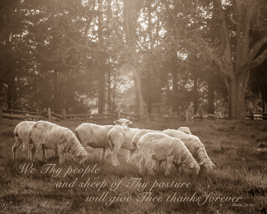 Flock of sheep in pasture with scripture verse